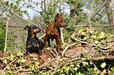 PINSCHER NAIN 152